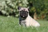 BOULEDOGUE FRANCAIS 472